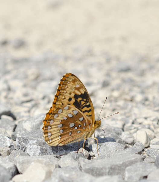 Image de Argynne cybèle