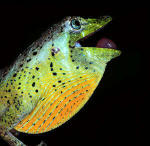 Image of Banded Tree Anole