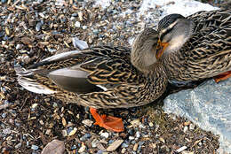 Image of Common Mallard