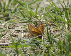 Image of Leafwings