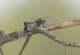 Imagem de Leucorrhinia glacialis Hagen 1890