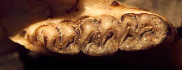 Image of Tanyuromys Pine, Timm & Weksler 2012