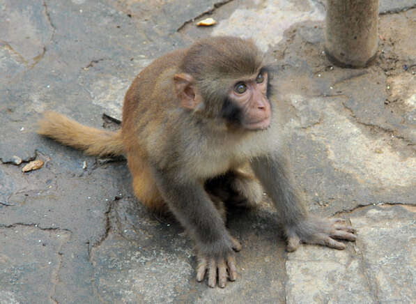 Image of Rhesus Monkey