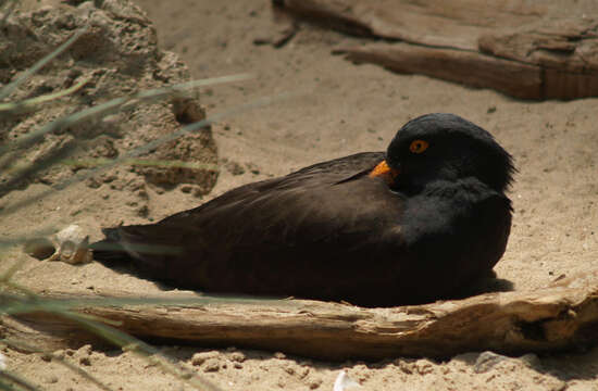 Image of Black Oystercatcher