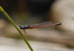 Image of Red Damsels