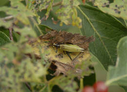 Image of Common Tree Crickets