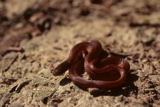 Image of Woodland Snakes