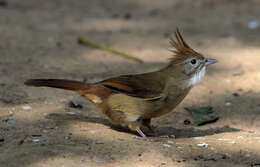 Image of puff-throated bulbul