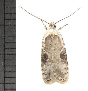 Image of Poison Hemlock Moth