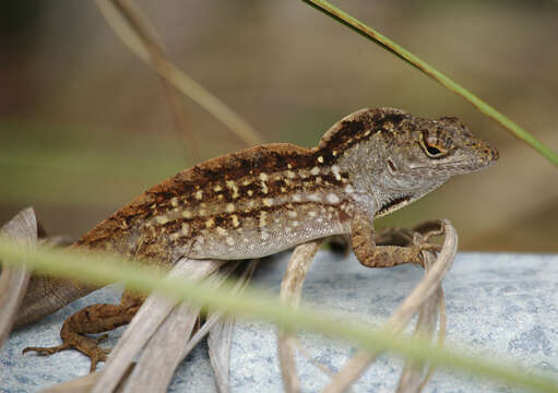 Sivun Anolis sagrei Duméril & Bibron 1837 kuva