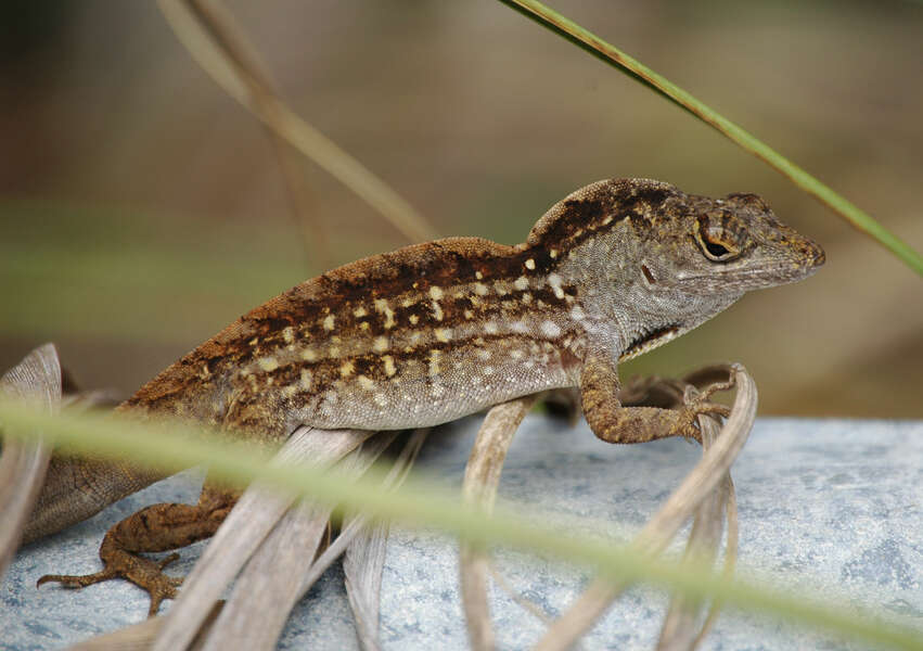 Image of Bahaman brown anole