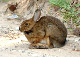 Image of snowshoe hare