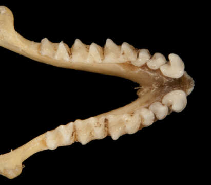 Image of Mormopterus subgen. Mormopterus Peters 1865