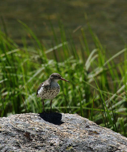 Image of Spotted Sandpiper