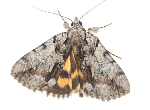 Image of Praeclara Underwing