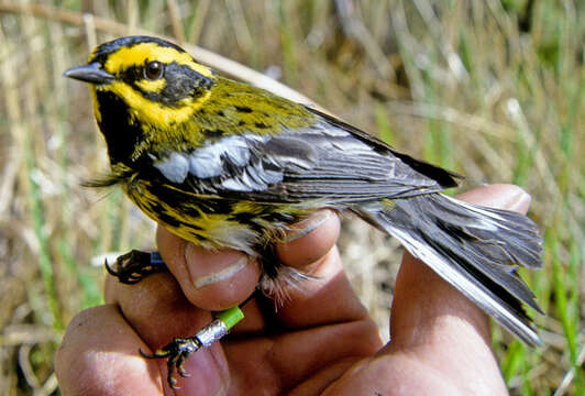 Imagem de Dendroica townsendi