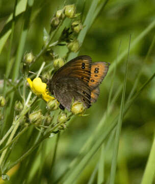 Image of Common Alpine