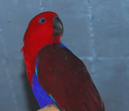 Image of Eclectus Wagler 1832