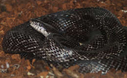 Pantherophis obsoletus (Say ex James 1823) resmi