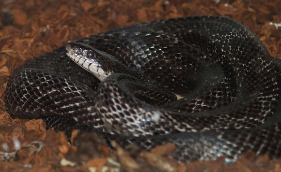 Image de Pantherophis obsoletus (Say ex James 1823)