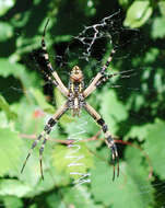 Plancia ëd Argiope aurantia Lucas 1833