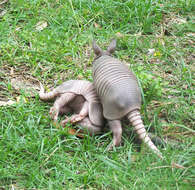 Image of long-nosed armadillos