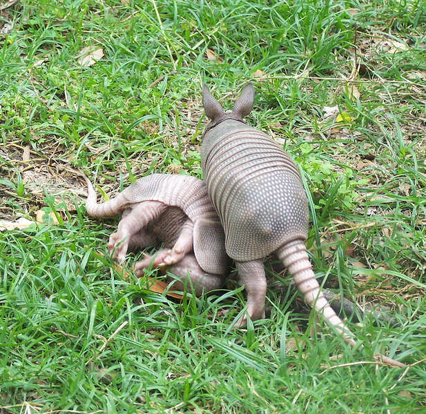 Image of long-nosed armadillos