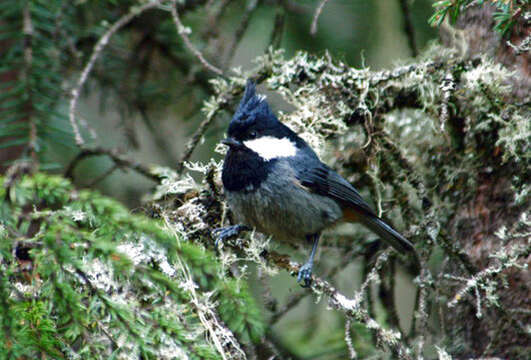 Image de Passeriformes