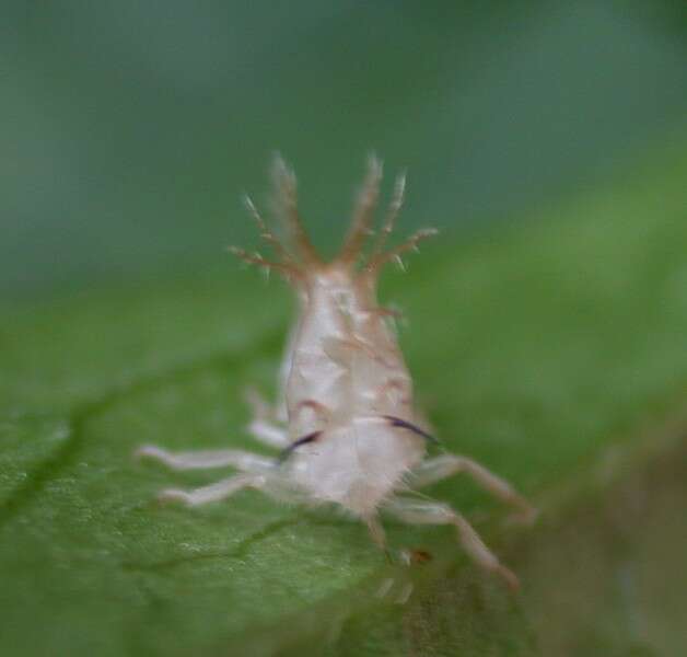 Hemiptera resmi