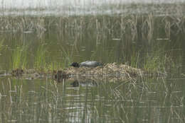 Image of Common Loon