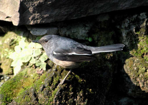 Image of Oriental Magpie Robin