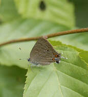 Image of hickory hairstreak