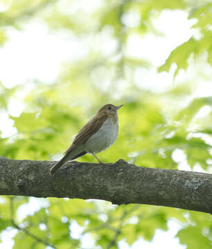 Image of Veery