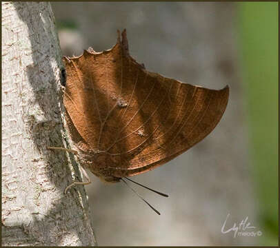 Anaea resmi