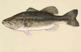 Image of American Black Bass