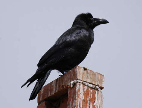 Imagem de Corvus macrorhynchos Wagler 1827