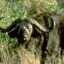 Image of African Buffalo