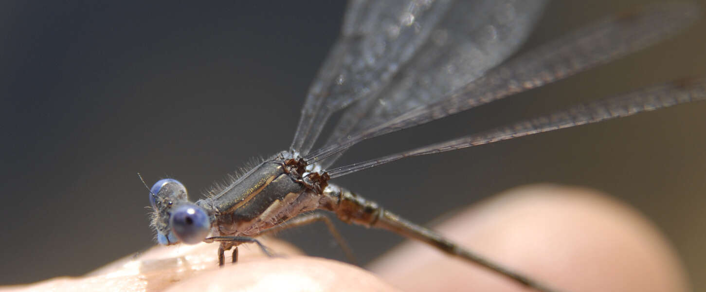 Image of Spotted Spreadwing