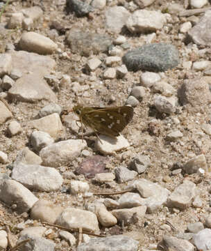 Image of Leonard's skipper