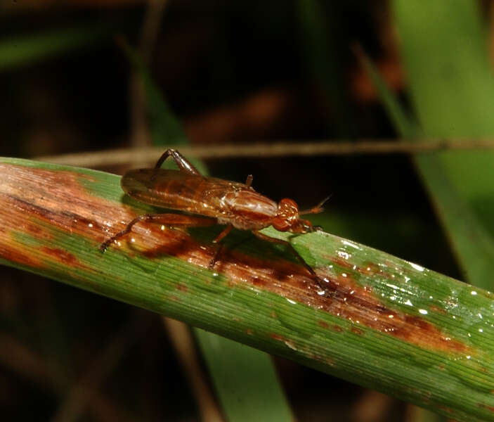 Image of marsh flies