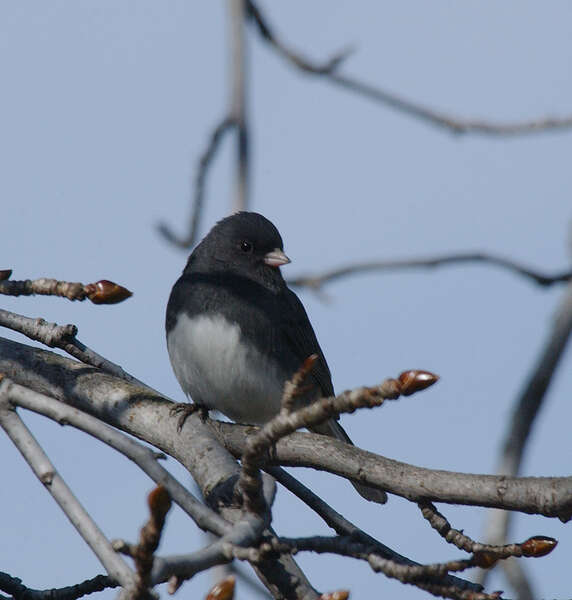 Image of juncos