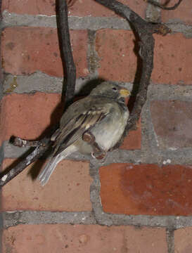 Image of Parrot-billed Seedeater