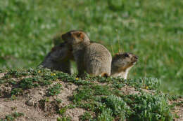 Image of Himalayan Marmot