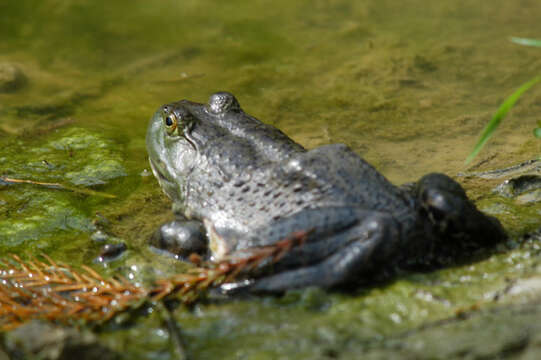 Imagem de Lithobates catesbeianus (Shaw 1802)