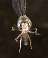 Image of Fawn Darner