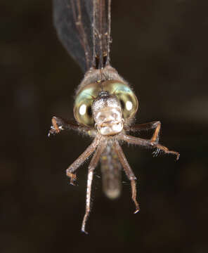 Image of Fawn Darner