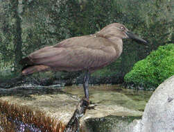 Image of waterbirds