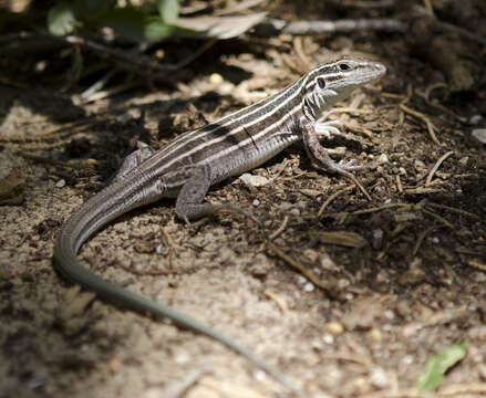 Image of Plateau Striped Whiptail