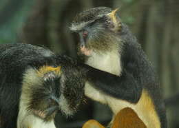 Image of Wolf's Guenon