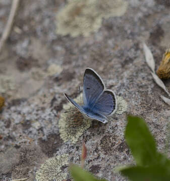 Imagem de Plebejus